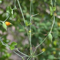 Kedrostis foetidissima (Jacq.) Cogn.